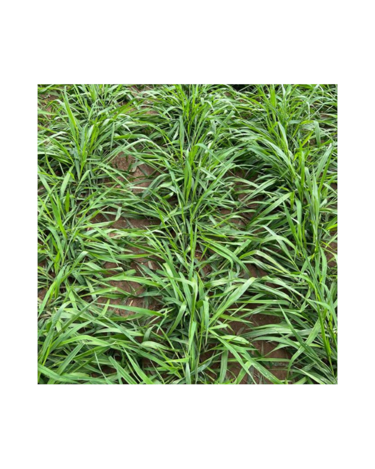 image_bc98d1ef-be57-40d6-a11d-539566ec4cdb